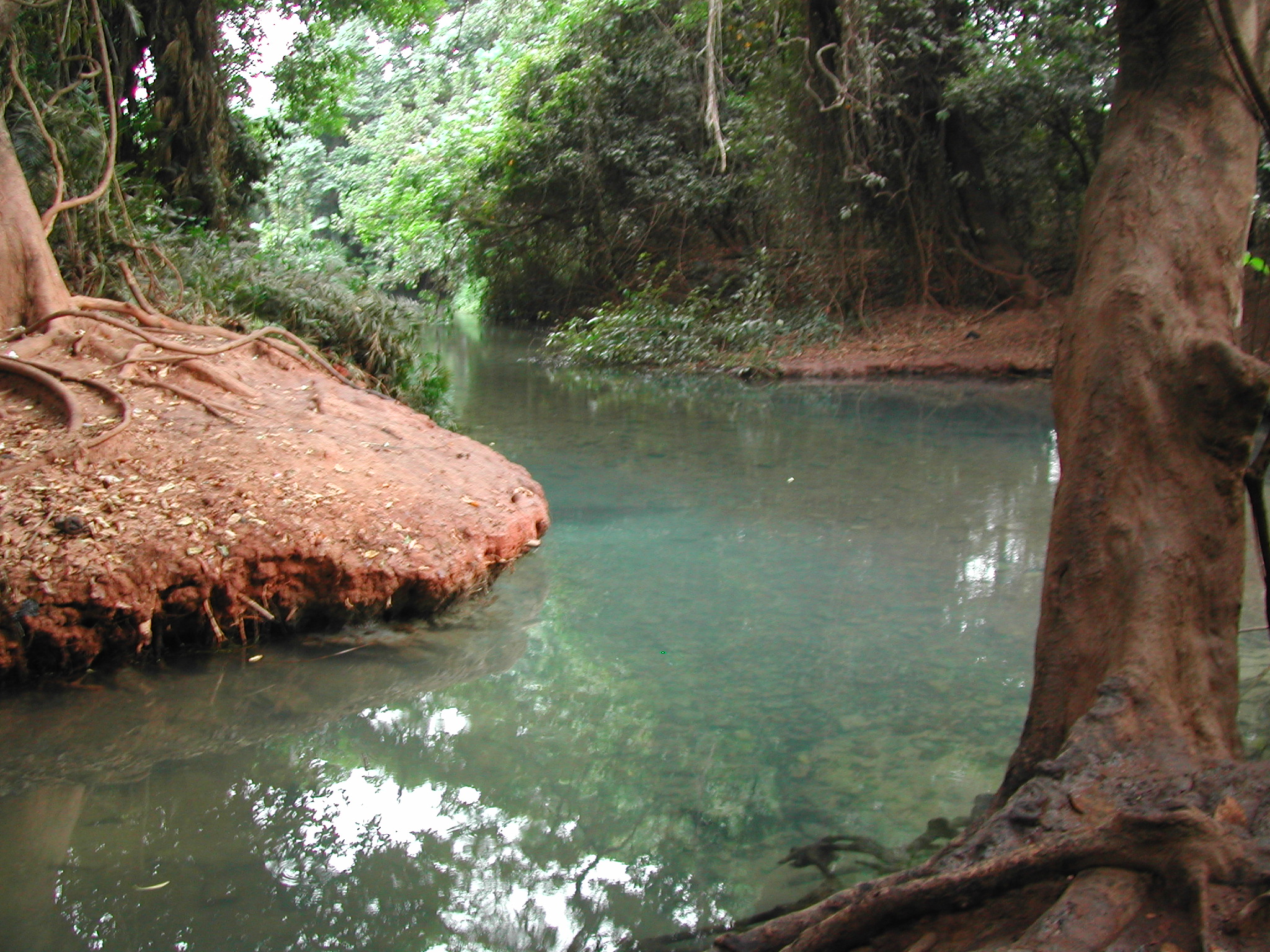 la forêt du KOU (Guinguette)