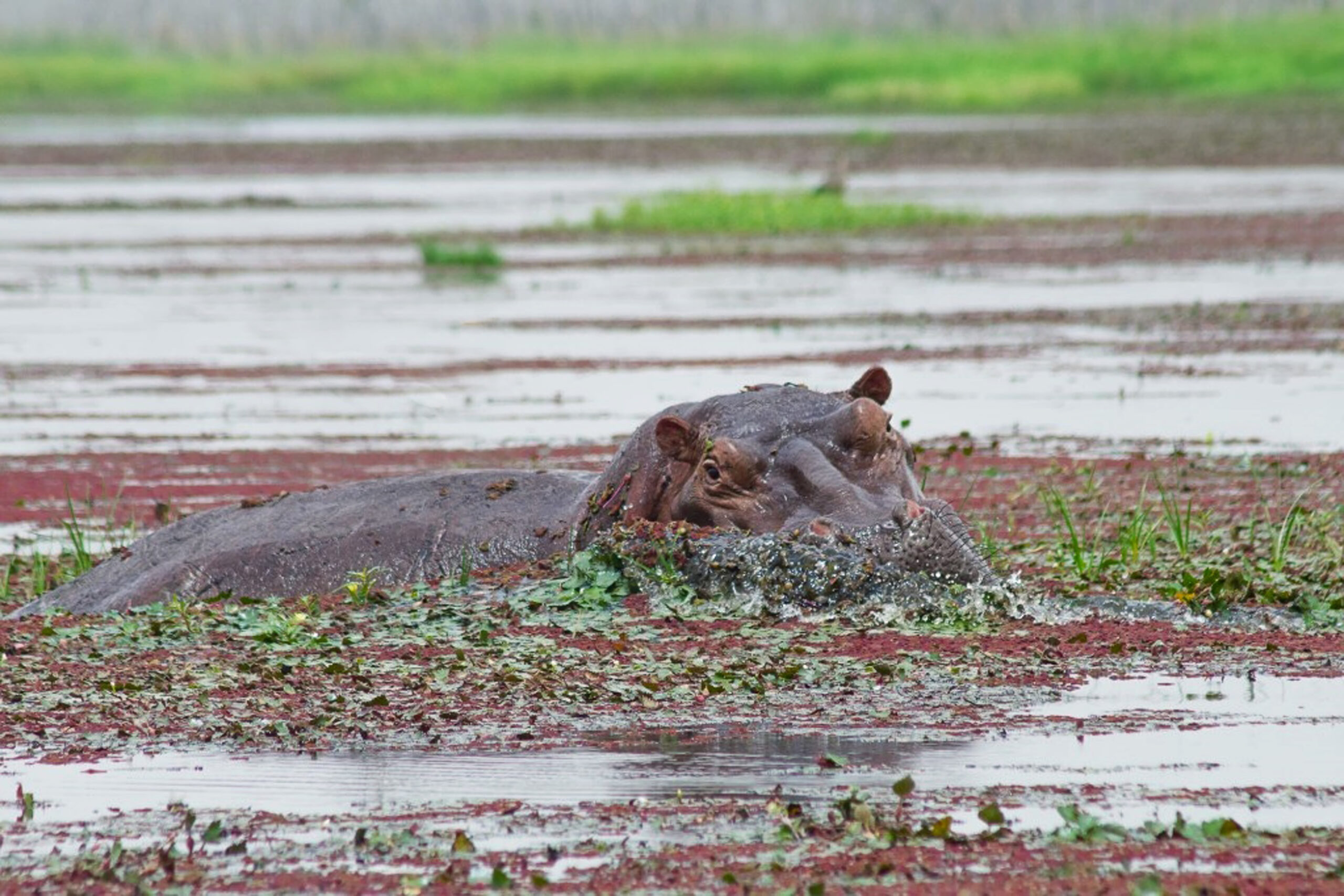 La mare aux Hippopotames de Bala